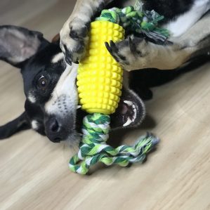 Perrito juganco con juguete en forma de elote con cuerda