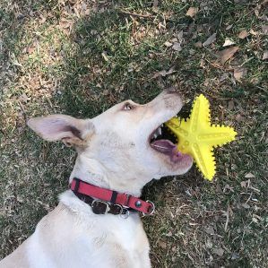perro jugando con juguete en forma de estrella para morder chirriante the small moment