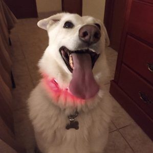 Perro con collar led the small moment collar led para mascota rojo