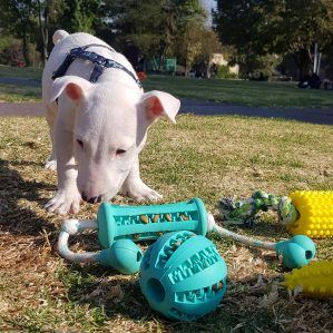 perro jugando con set de pelota y hueso marca the small moment color tuquesa