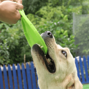 perro jugando con frisbee para perros de la marca the small moment para comrpar aquí