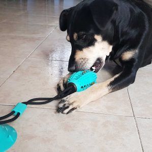 perro jugando con juguete de ventosa para perros con cuerda y premios en su interior para su limpieza dental