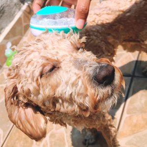 cepillo para baño de perro con cerdas de silicón suaves