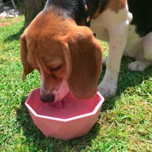 perro con tazon de bambu ecofriendly