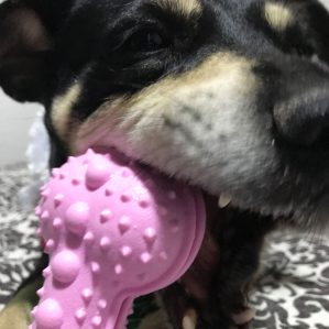 juguete de hueso para perro rosa marca the small moment